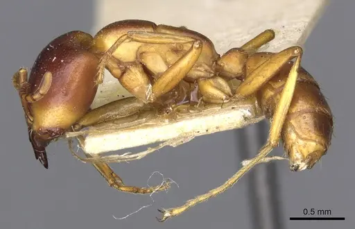 Dorylus kohli - CASENT0902699