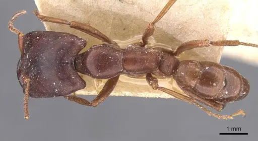 Dorylus kohli - CASENT0905925