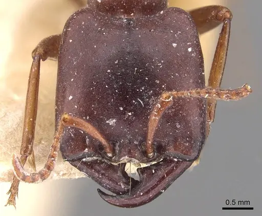 Dorylus kohli - CASENT0905925