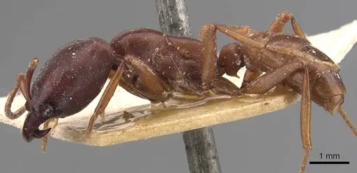 Dorylus kohli - CASENT0905925