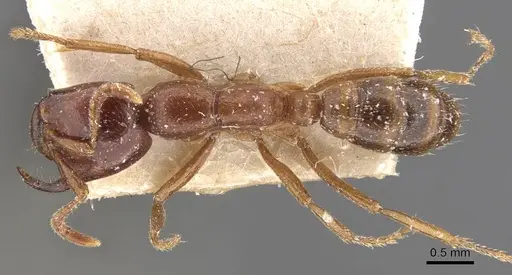 Dorylus kohli - CASENT0907604