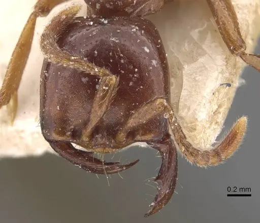 Dorylus kohli - CASENT0907604