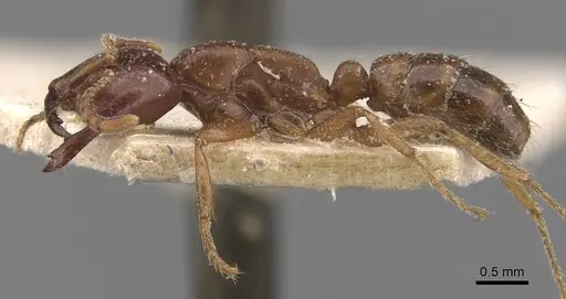 Dorylus kohli - CASENT0907604