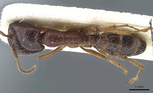 Dorylus kohli - CASENT0911289