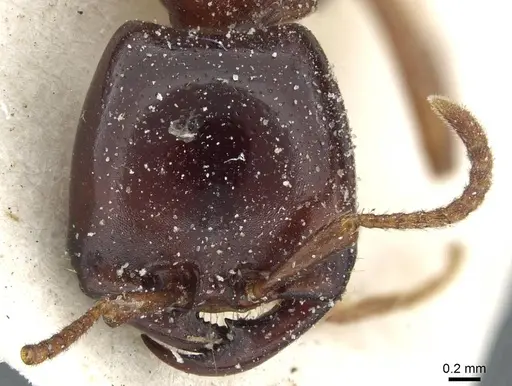 Dorylus kohli - CASENT0911289