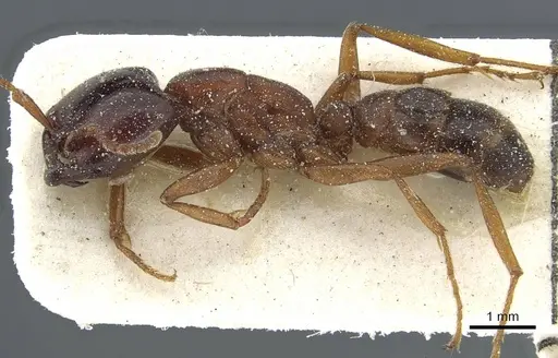 Dorylus kohli - CASENT0911289