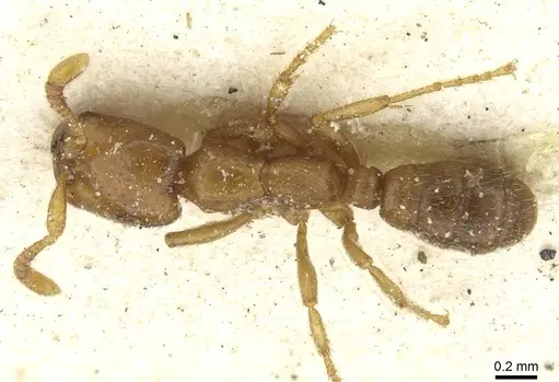 Dorylus kohli - CASENT0911290