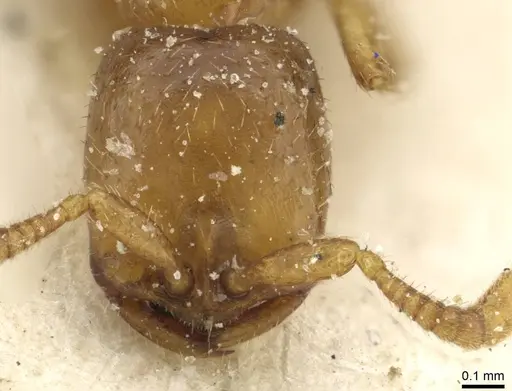 Dorylus kohli - CASENT0911290