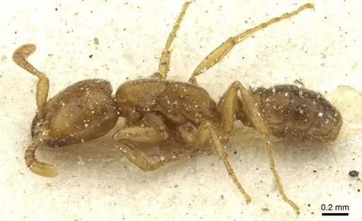 Dorylus kohli - CASENT0911290