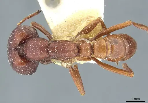 Dorylus kohli - CASENT0911293