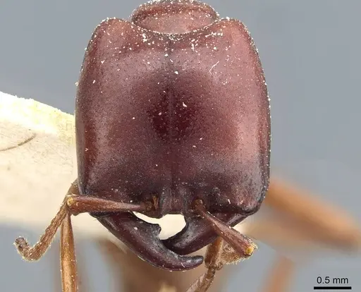 Dorylus kohli - CASENT0911293