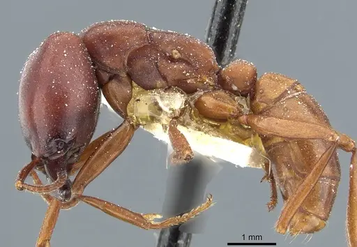 Dorylus kohli - CASENT0911293