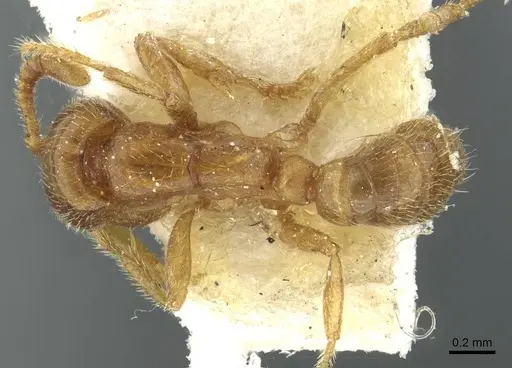 Dorylus kohli - CASENT0911294