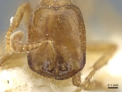 Dorylus kohli - CASENT0911294