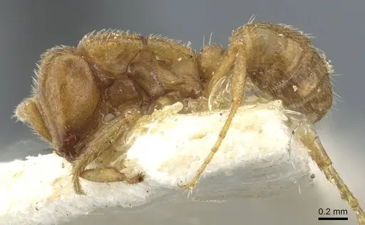 Dorylus kohli - CASENT0911294