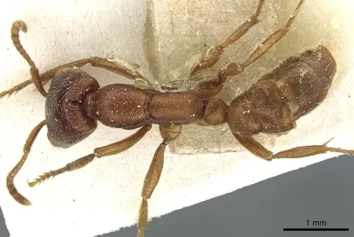 Dorylus kohli - CASENT0911295