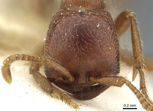 Dorylus kohli - CASENT0911295