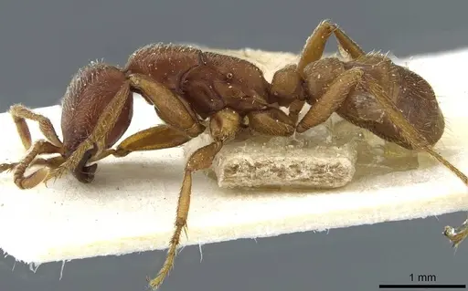 Dorylus kohli - CASENT0911295