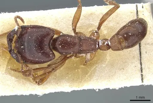 Dorylus kohli - CASENT0911296