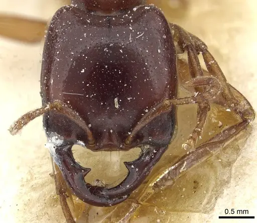 Dorylus kohli - CASENT0911296