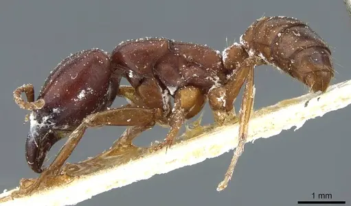 Dorylus kohli - CASENT0911296