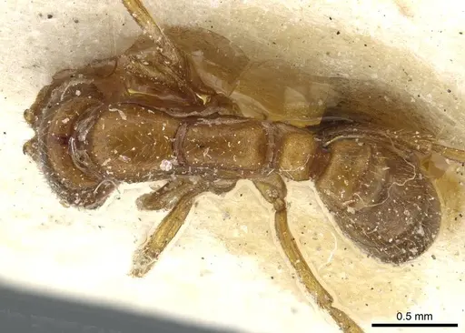 Dorylus kohli - CASENT0911297