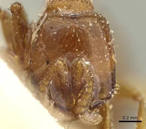 Dorylus kohli - CASENT0911297