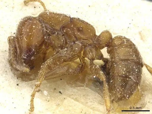 Dorylus kohli - CASENT0911297