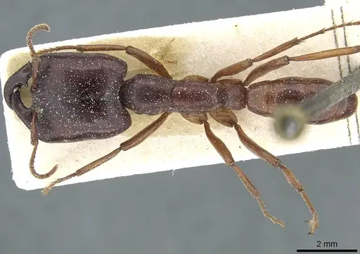 Dorylus kohli - CASENT0911298