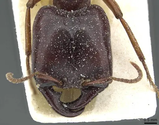 Dorylus kohli - CASENT0911298