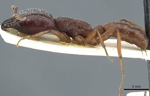 Dorylus kohli - CASENT0911298