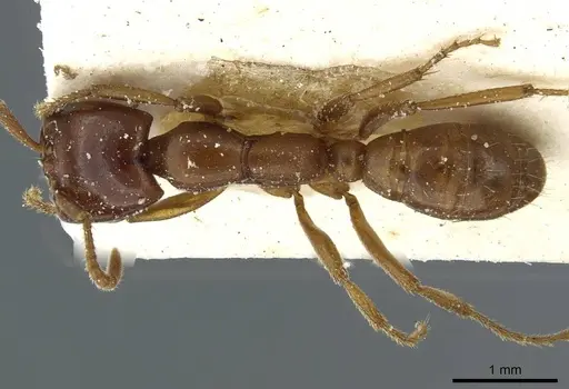 Dorylus kohli - CASENT0911299