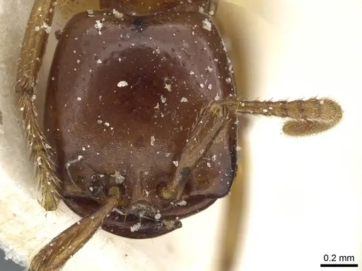 Dorylus kohli - CASENT0911299