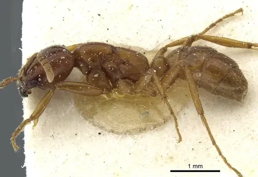 Dorylus kohli - CASENT0911299