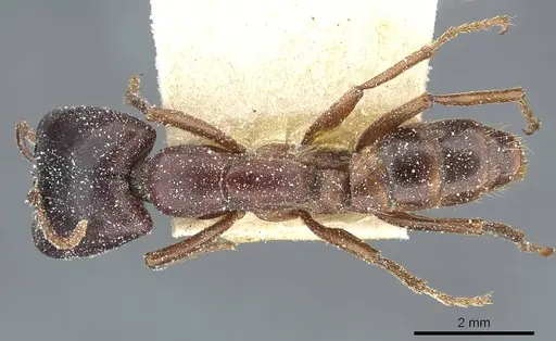 Dorylus kohli - CASENT0911300