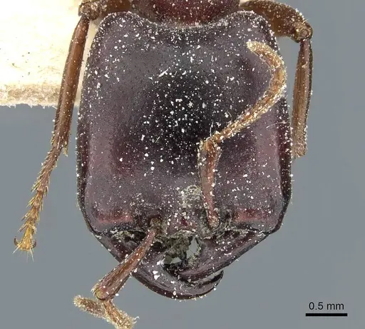 Dorylus kohli - CASENT0911300