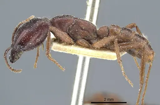 Dorylus kohli - CASENT0911300