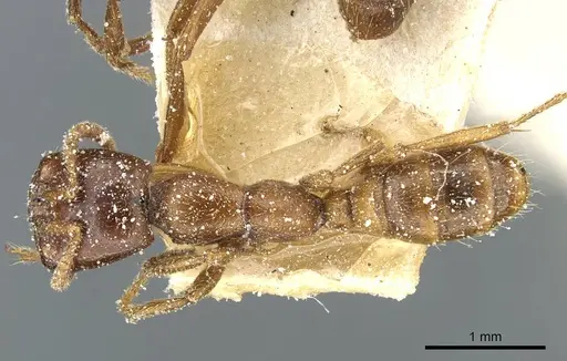 Dorylus kohli - CASENT0911301