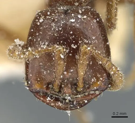 Dorylus kohli - CASENT0911301