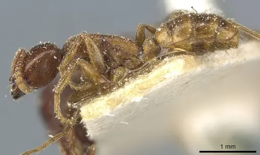 Dorylus kohli - CASENT0911301