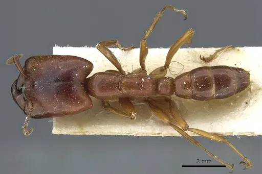 Dorylus kohli - CASENT0911302