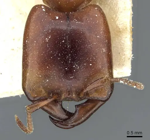 Dorylus kohli - CASENT0911302