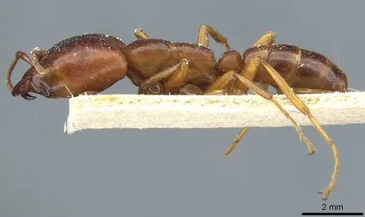 Dorylus kohli - CASENT0911302