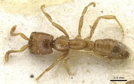 Dorylus kohli - CASENT0911303