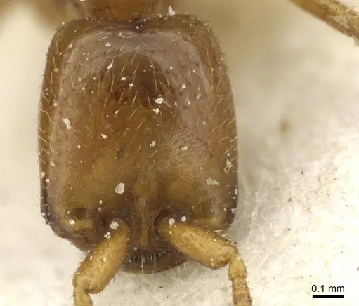 Dorylus kohli - CASENT0911303