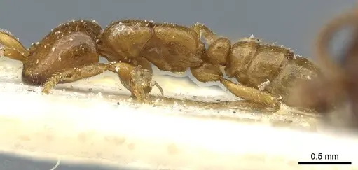 Dorylus kohli - CASENT0911303