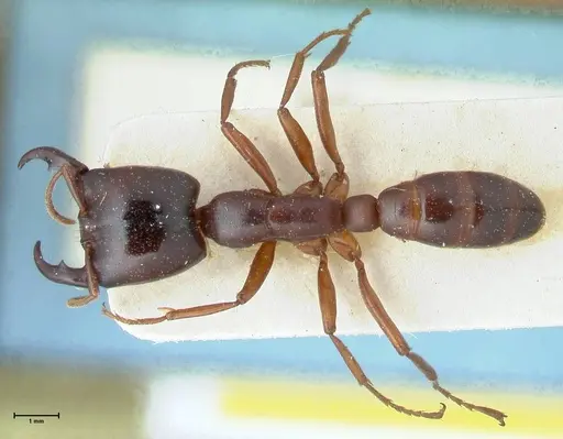 Dorylus kohli - FOCOL1100