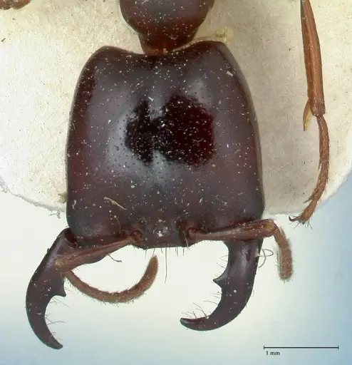 Dorylus kohli - FOCOL1100