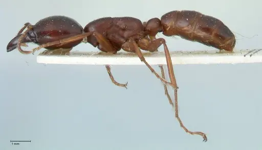 Dorylus kohli - FOCOL1100