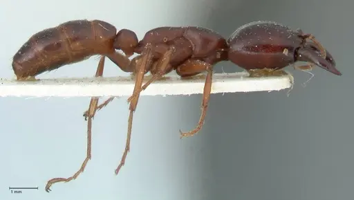 Dorylus kohli - FOCOL1100